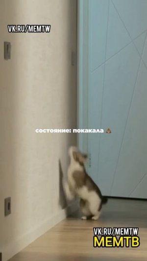 МЕМТВ Юмор Приколы