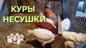 Жизнь в деревне Вечерний сбор яиц Куры-несушки меня радуют