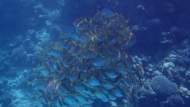 Рыбы-ласточки Silver moony Monodactylus argenteus