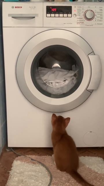Кот и стиральная машина.