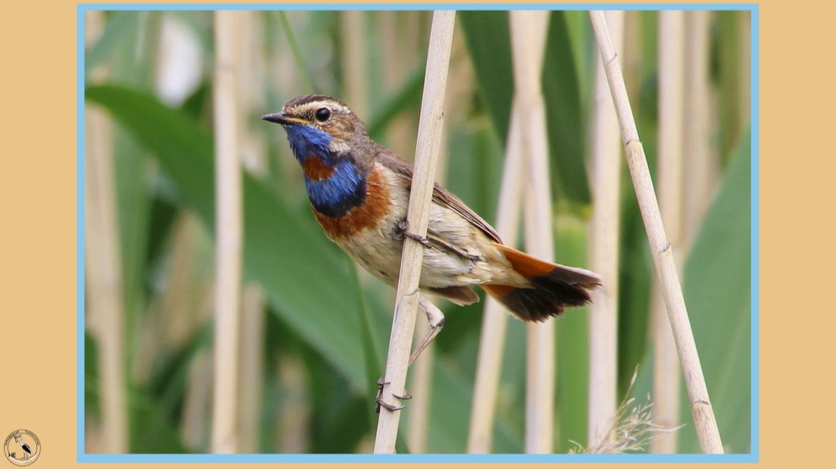 Варакушка поёт почти как соловей. А грудка какай красивая!
