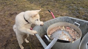 Вкусная каша