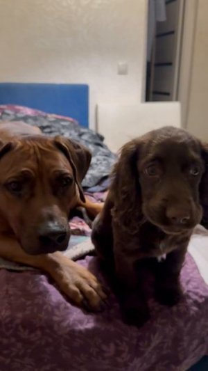 Утка как она есть! И как она ест) питомцы Киры Таро :)