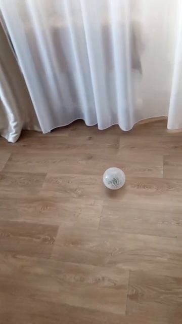 Хомяк и шар