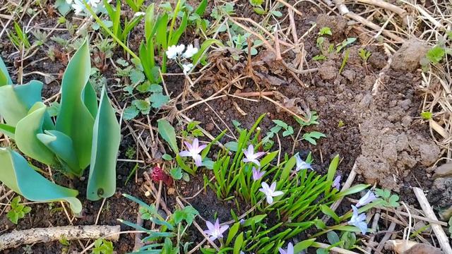 Весенние и осенние посадки