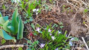 Весенние и осенние посадки