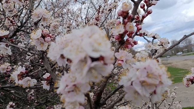 Зацвёл абрикос.Весна 2025.