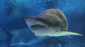 Подводный мир и глубокий релакс