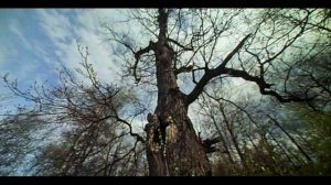 Л.Н. Толстой. Первая встреча с дубом. Отрывок из романа Война и мир