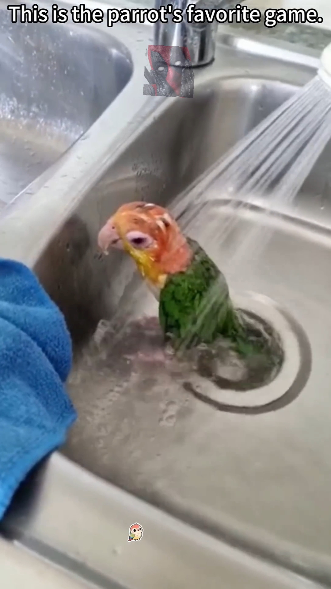 Помойте меня я вся чешуся 😼🫶😎