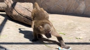 Люся и Стёпа РАЗМАЗАЛИ интеллект по полу! ГАМАДРИЛЫ показали себя! СМОТРИТЕ- Маня МОЛОДЕЦ!