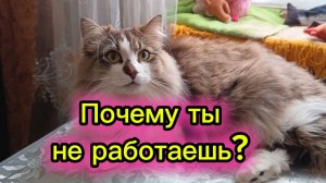 КОШКИ С ОЗВУЧКОЙ.