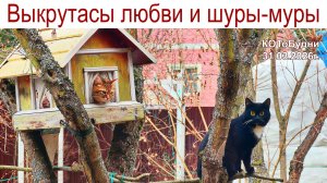 Выкрутасы любви, шуры-муры или КОТоБУДНИ конца марта 2026г.