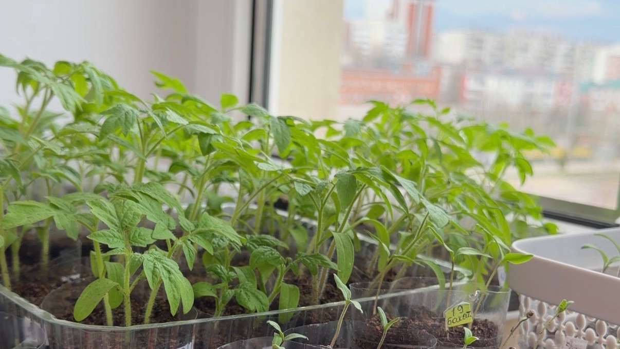 04.04.2026 Обзор моей рассады, купила разные семена. Разговоры о разном