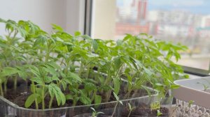 04.04.2026 Обзор моей рассады, купила разные семена. Разговоры о разном