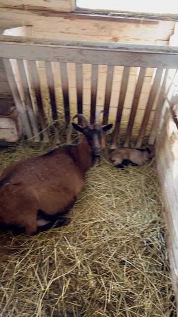 01.04-2026 Козы разродились