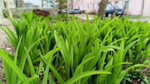 Камышин 4 апр 2026 Картина дня