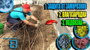 ВАЖНЫЕ ВЕСЕННИЕ РАБОТЫ: ВЛАГОЗАРЯДКА, ОТКРЫТИЕ, ПРОТИВОЗАМОРОЗОЧНАЯ СИСТЕМА. СЕВЕРНЫЙ ВИНОГРАД 26-06