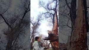 Пытаемся сломать огромную ветку в 99 ночей в реальной жизни