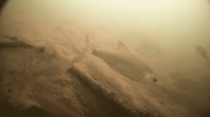 Autumn Season (W.F. )