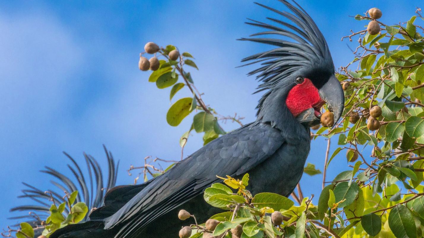 🦜СТРАШНЫЙ КРАСАВЕЦ: Пальмовый какаду — 🔥птица, которую вы не забудете
