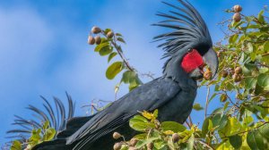 🦜СТРАШНЫЙ КРАСАВЕЦ: Пальмовый какаду — 🔥птица, которую вы не забудете