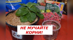 Вторая перевалка петунии: почему это нельзя пропускать?