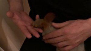 Чип манюнькин❤️