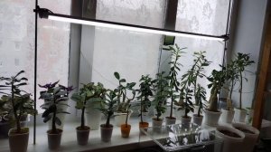 Убираю орхидеи с южного окна 💞