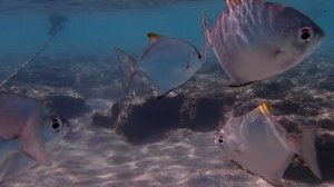 Рыбы-ласточки Silver moony Monodactylus argenteus