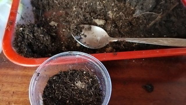 Посев агератума