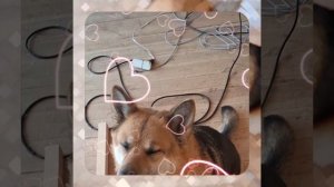 1000055038.mp4 (Собака наблюдает за устройством лестницы на 2-ой этаж в доме А-фрейм)