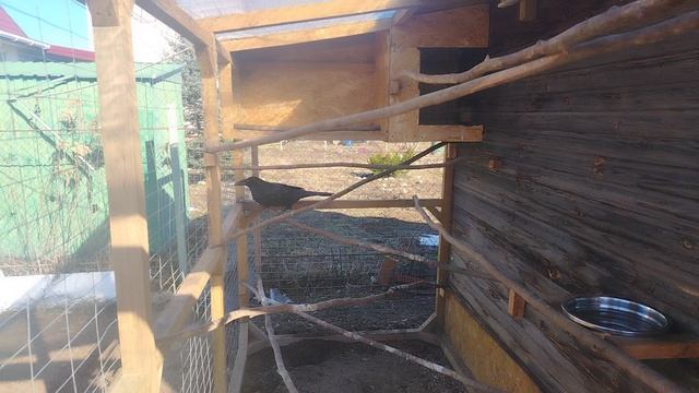 Ворон Гриша 4 апреля, с праздником