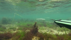 Сбежал от шторма! Сменил море! Азовское море проснулось, подводная охота на крупного пеленгаса.