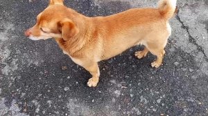 ВЕСЁЛЫЙ ПЁС