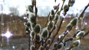 Верба к Вербному воскресенью