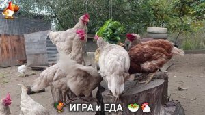 Кормление кур овощами и фруктами для зарядки и от скуки 🥗🐓🤗  (81)