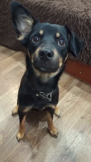 Альфа #мойпитомец