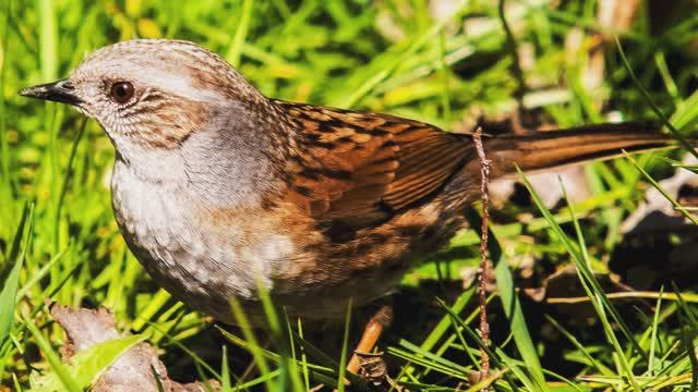 Звуки природы. Пение птиц. Завирушка лесная в деревне