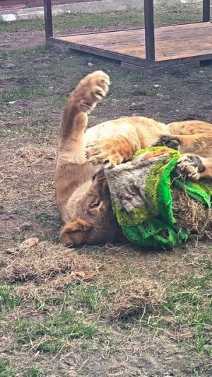 Жестокое нападение на 🥑