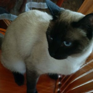 chupa chups не chupa chups котик