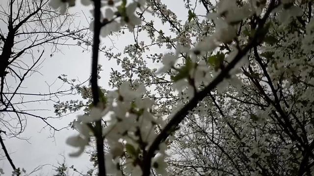 Не могу налюбоваться! Деревья цветут. Весна.