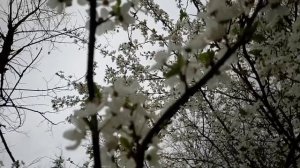 Не могу налюбоваться! Деревья цветут. Весна.