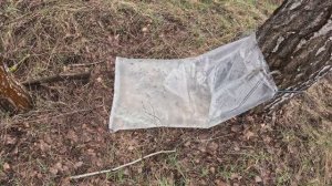 Березовый сок. Весенний лес.