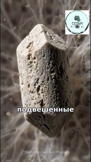 ВЕСТИБУЛЯРНЫЙ МЕХАНИЗМ