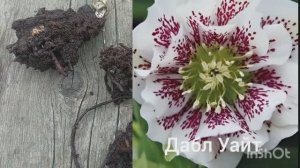 Посадка морозника и клематиса / Начала собирать теплицу /