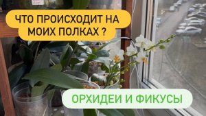 ЧТО ПРОИСХОДИТ НА МОИХ ПОЛКАХ⁉️ рассматриваем Орхидеи на окне #обзор #распаковкаорхидей #обзорорхиде