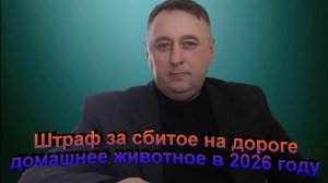 Штраф за сбитое на дороге домашнее животное в 2026 году