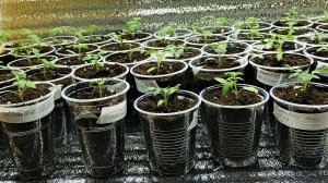 Пикировать,пикировать, неперепикировать.🤣 Рассаду томатов.😁