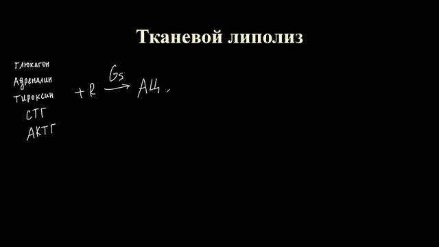 Обмен липидов (часть 1)